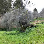 Iole Iglesias