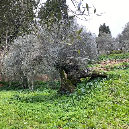 Iole 伊格莱西亚斯